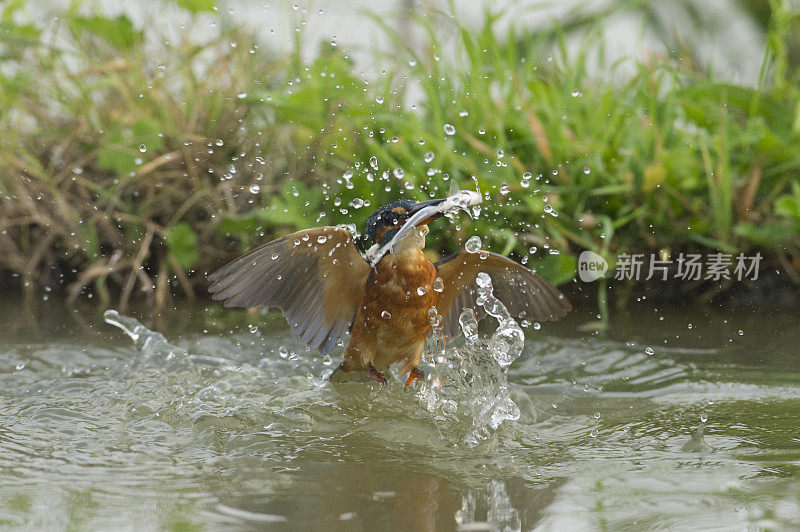 翠鸟捕鱼(Alcedo atthis)